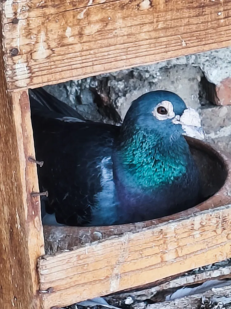 Pichones Jean Aarden